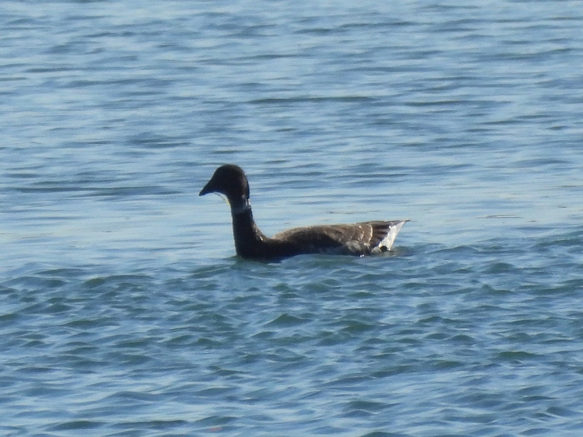 Barnacla Carinegra - ML645929770