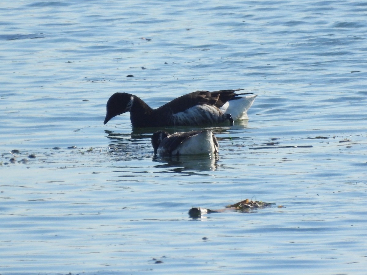 Brant - ML645929771