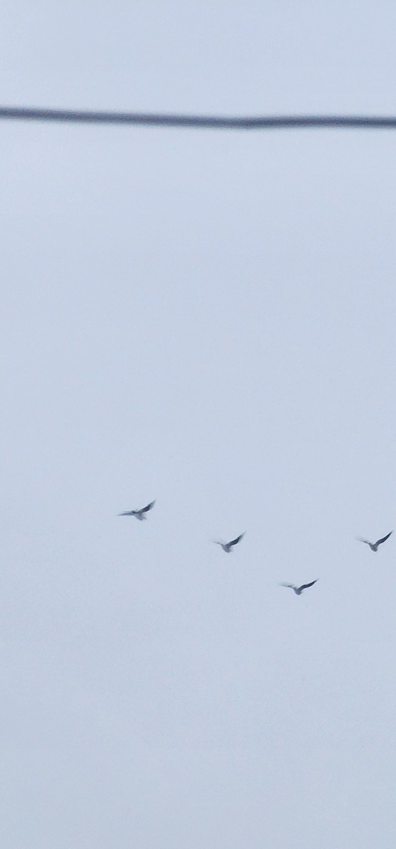 Black-headed Gull - ML645929773