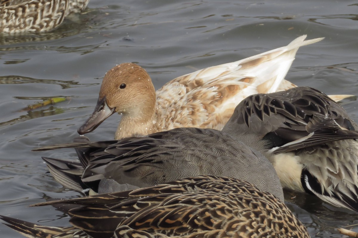 Northern Pintail - ML645929774