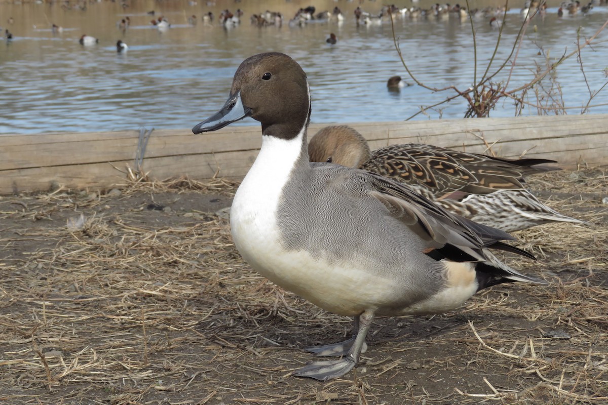 Northern Pintail - ML645929775