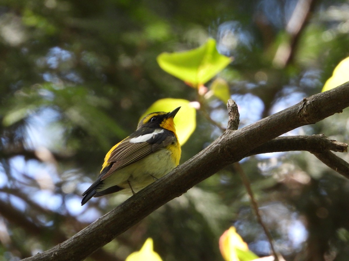 Narcissus Flycatcher - ML645929776