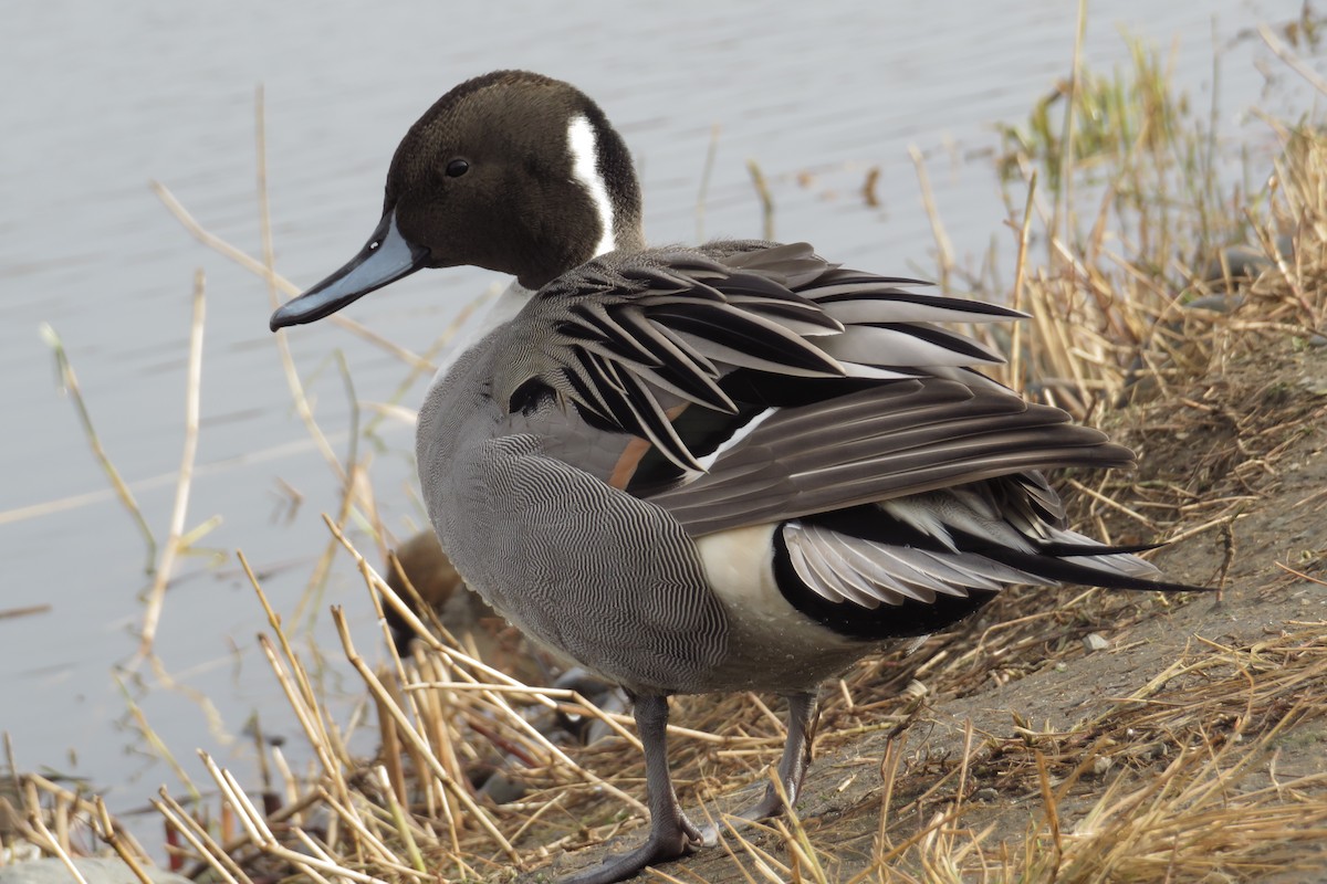 Northern Pintail - ML645929777