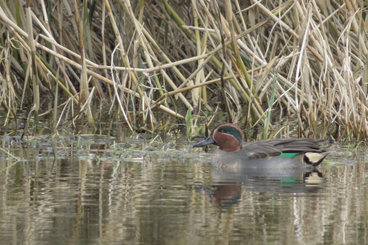 Green-winged Teal - ML645929778