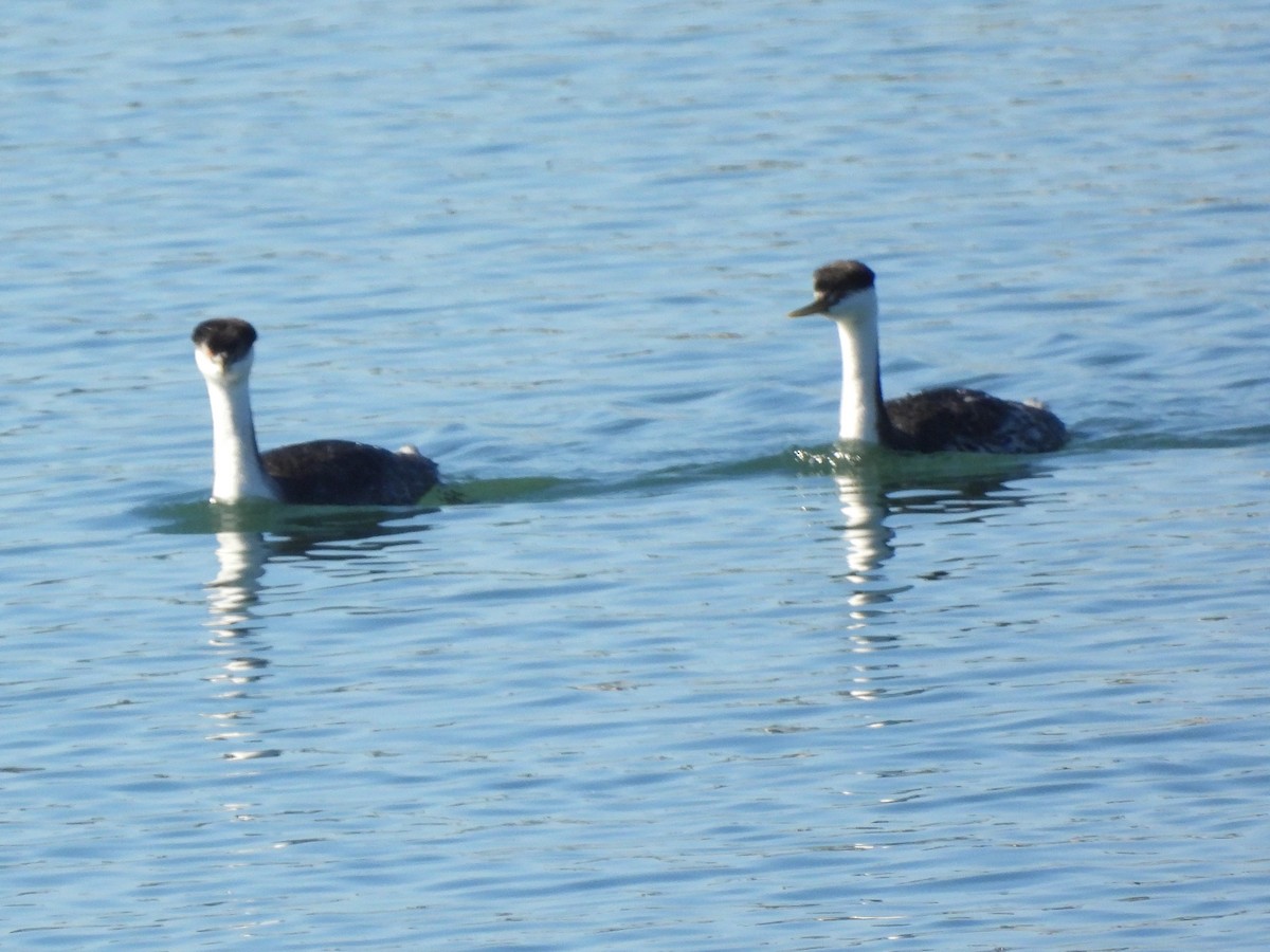 Western Grebe - ML645929779