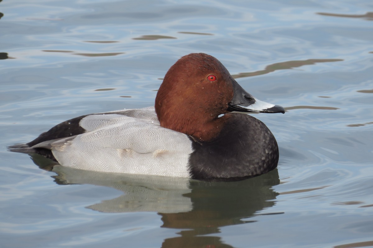 Common Pochard - ML645929780