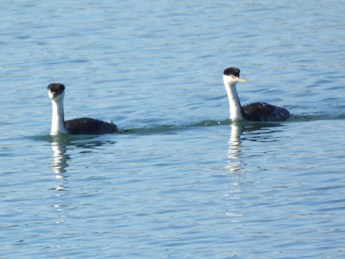 Western Grebe - ML645929781