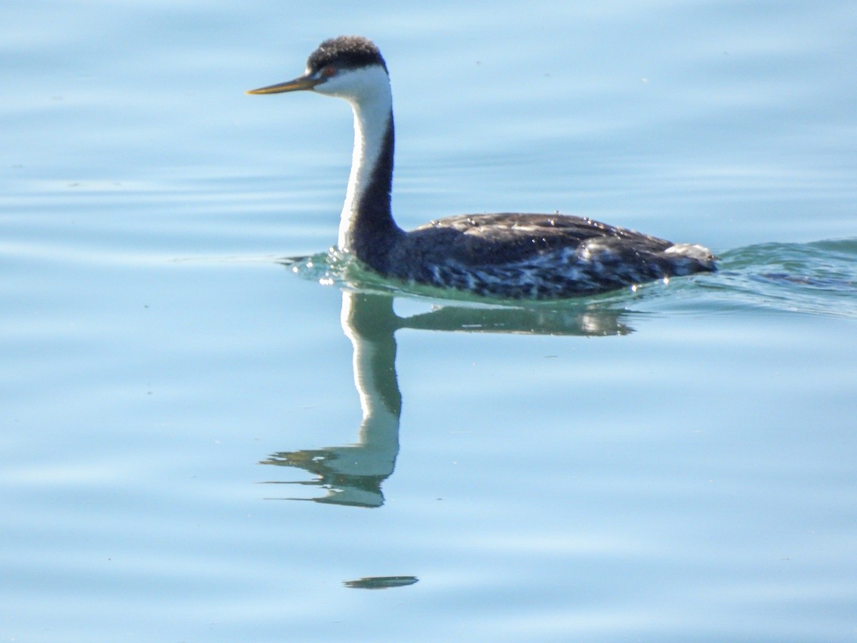 Western Grebe - ML645929782