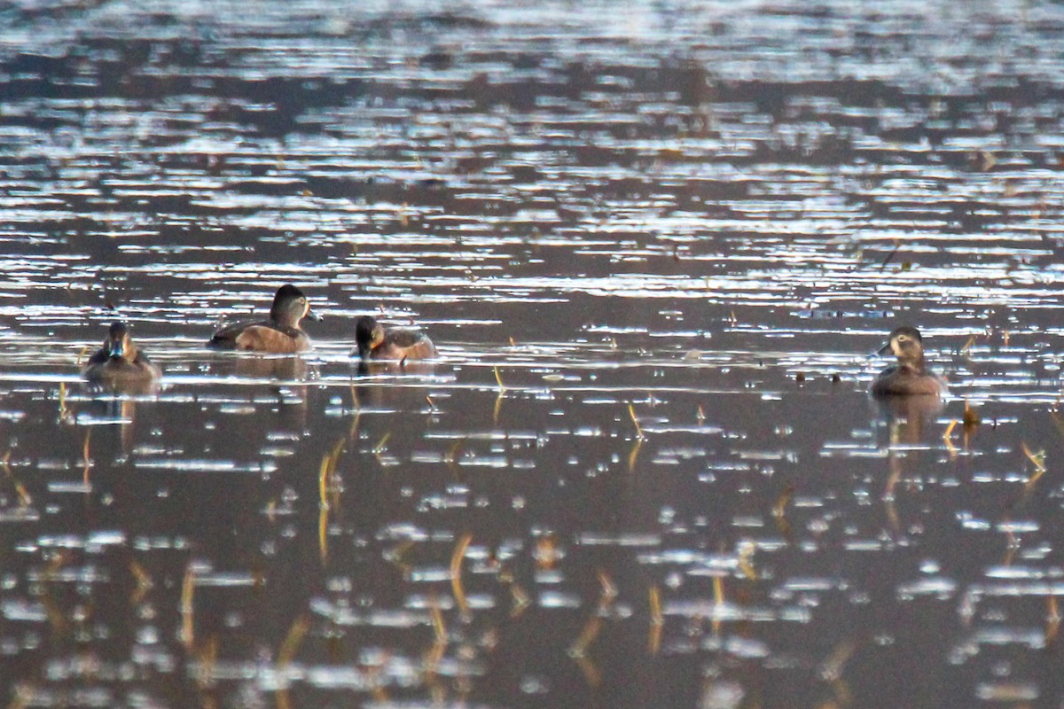 Ring-necked Duck - ML645929783