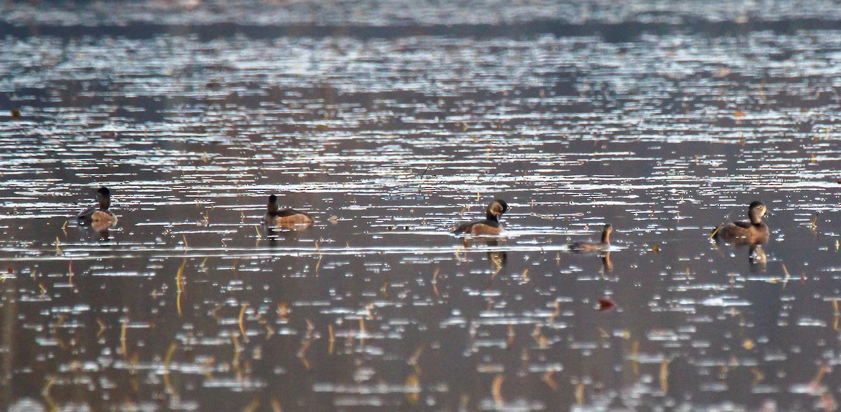 Ring-necked Duck - ML645929784