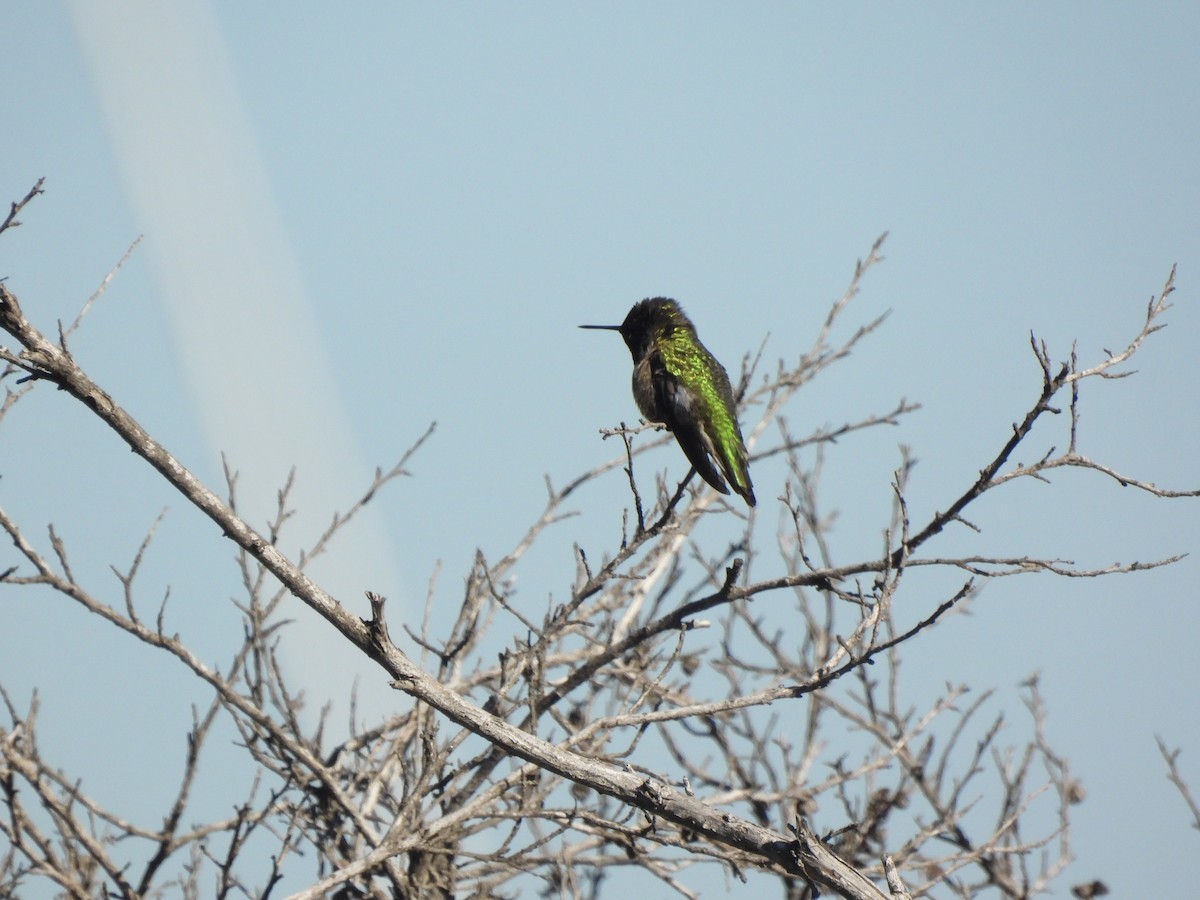 Anna's Hummingbird - ML645929786