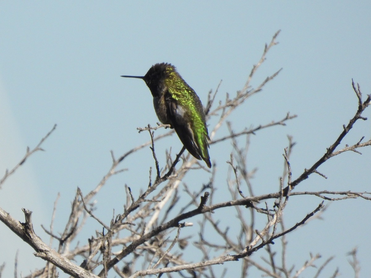 Anna's Hummingbird - ML645929787