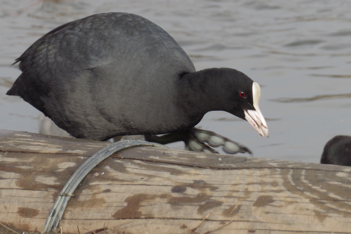 Eurasian Coot - ML645929788