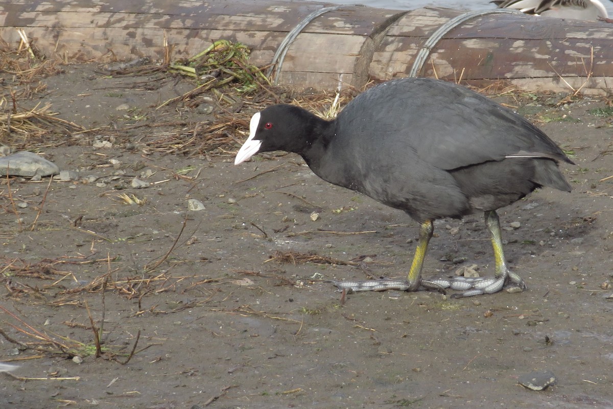 Eurasian Coot - ML645929789