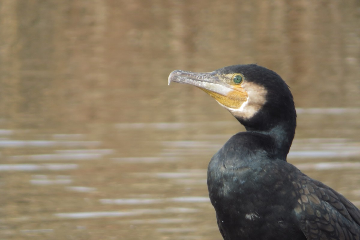 Great Cormorant - ML645929791