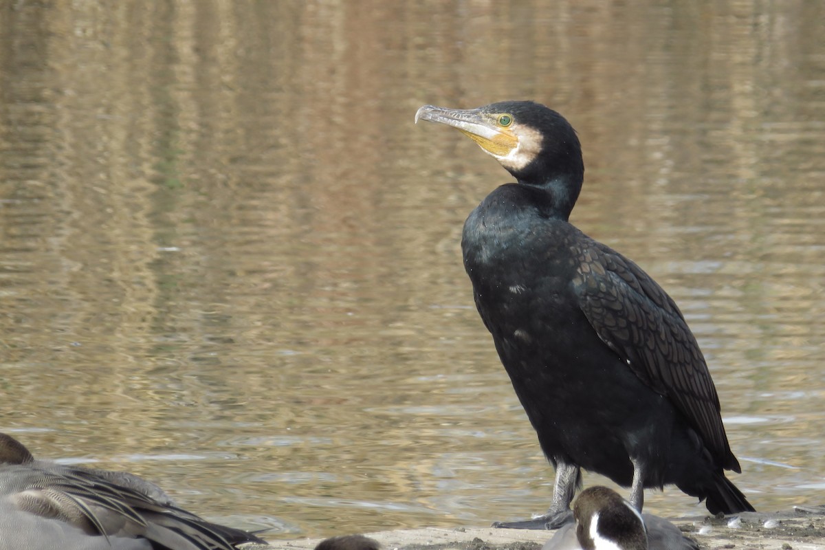 Great Cormorant - ML645929792