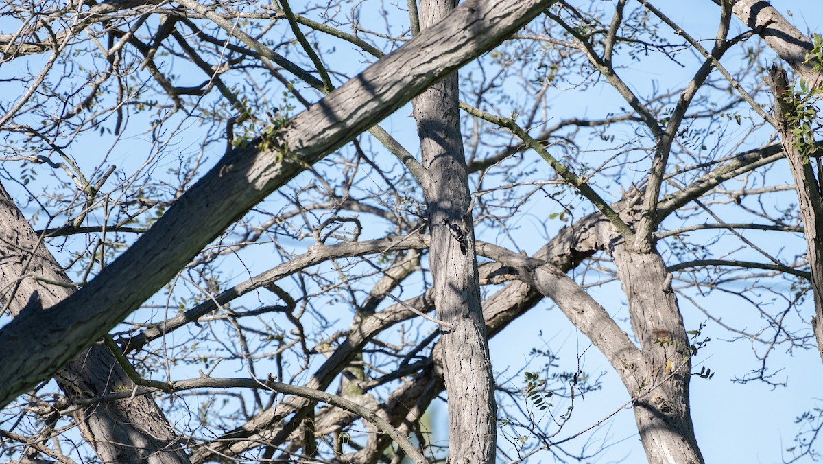 Downy Woodpecker - ML645929793