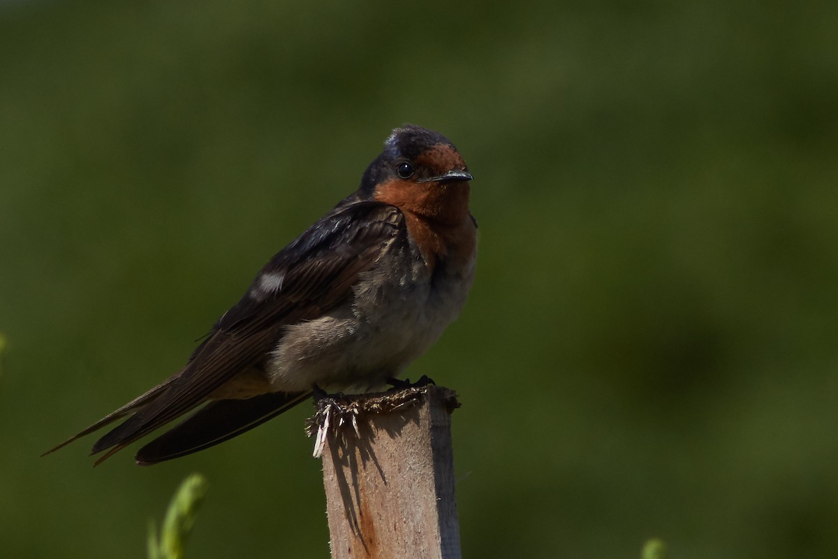 Welcome Swallow - ML645929794