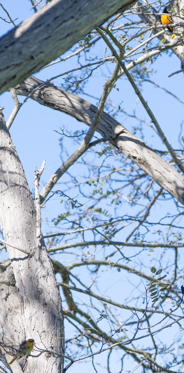 Bullock's Oriole - ML645929798