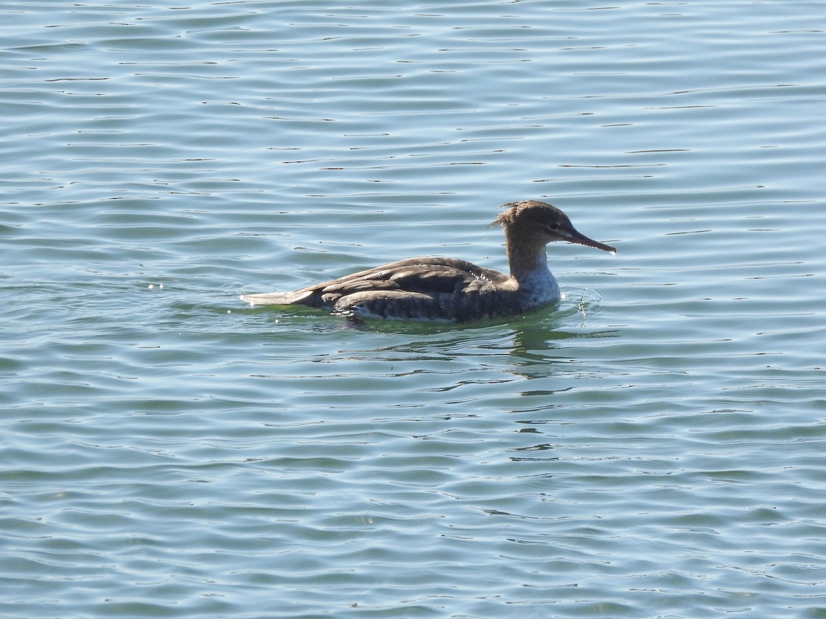 Red-breasted Merganser - ML645929799