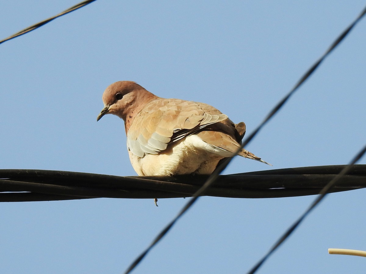 Laughing Dove - ML645929803