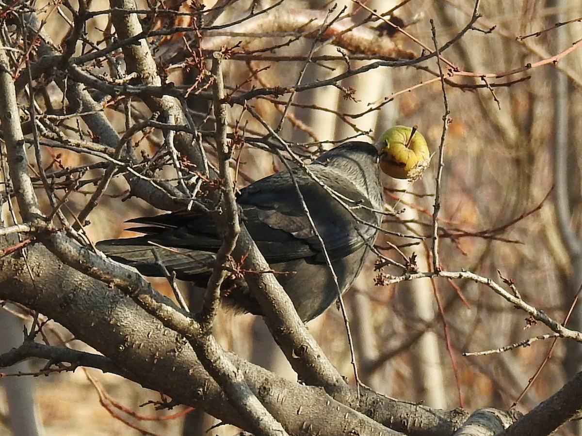Eurasian Jackdaw - ML645929808