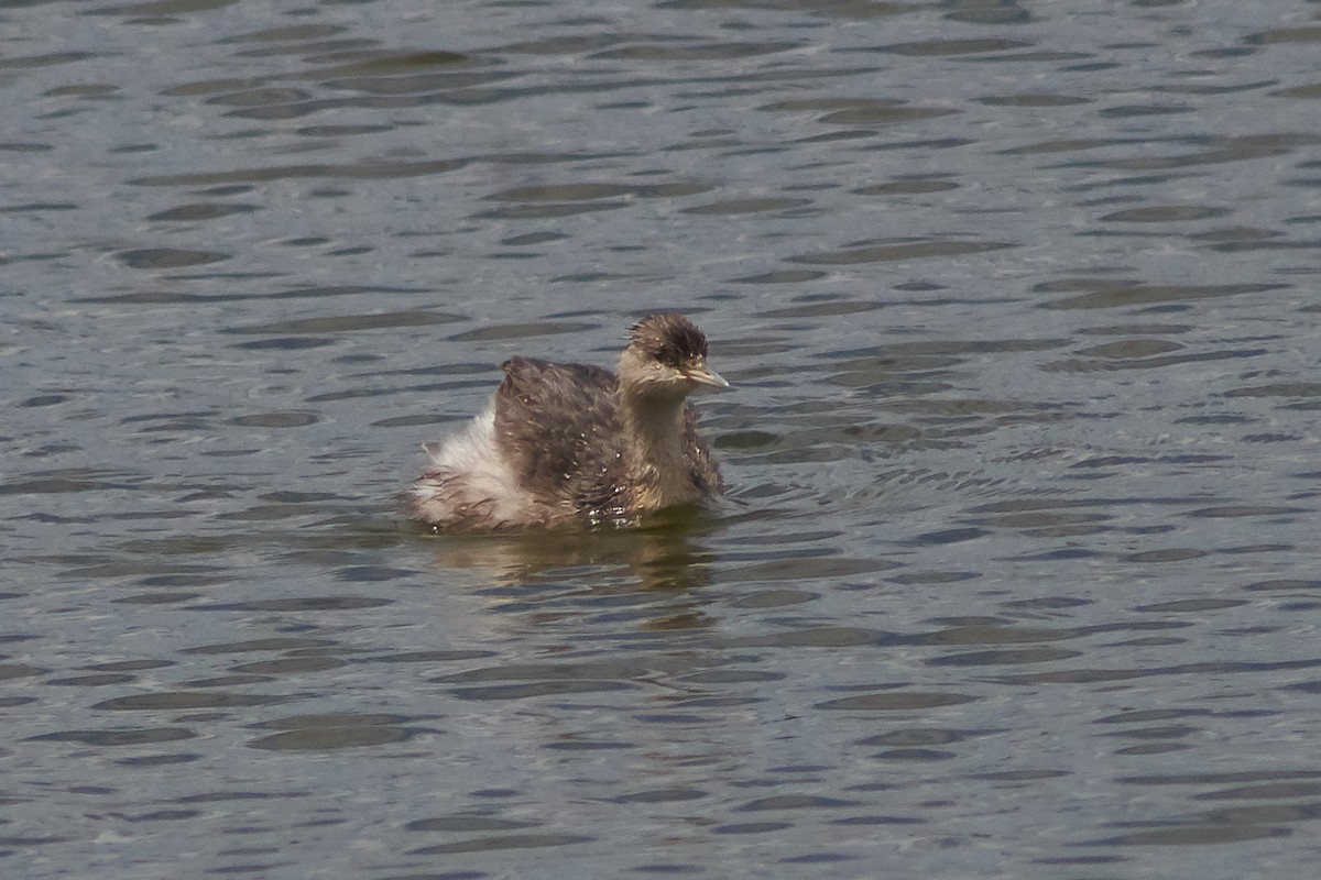 Hoary-headed Grebe - ML645929809