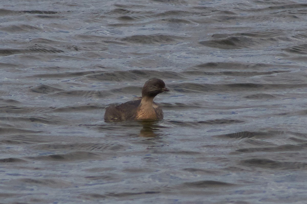 Hoary-headed Grebe - ML645929810