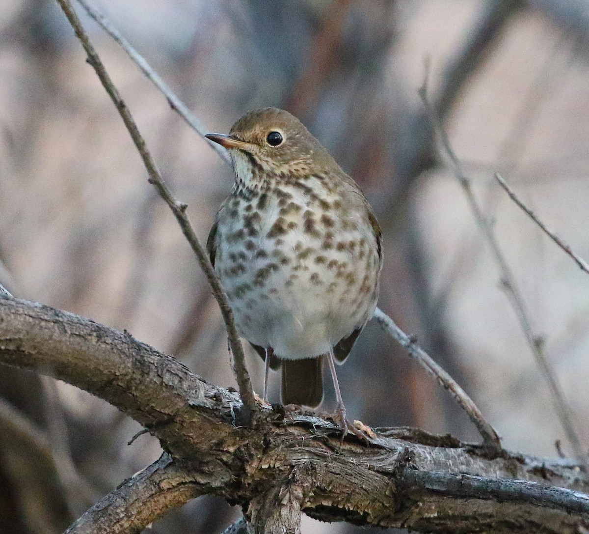 Hermit Thrush - ML645929811