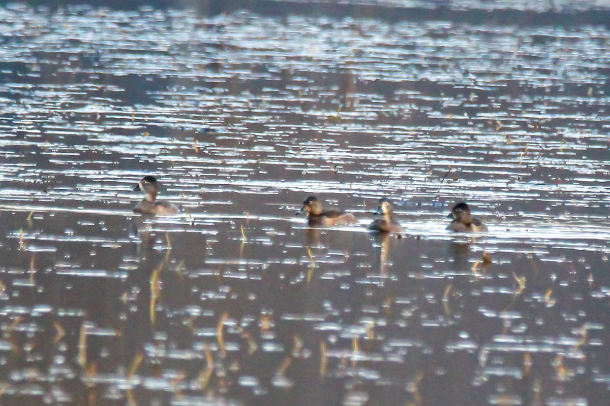 Чернь канадська - ML645929825