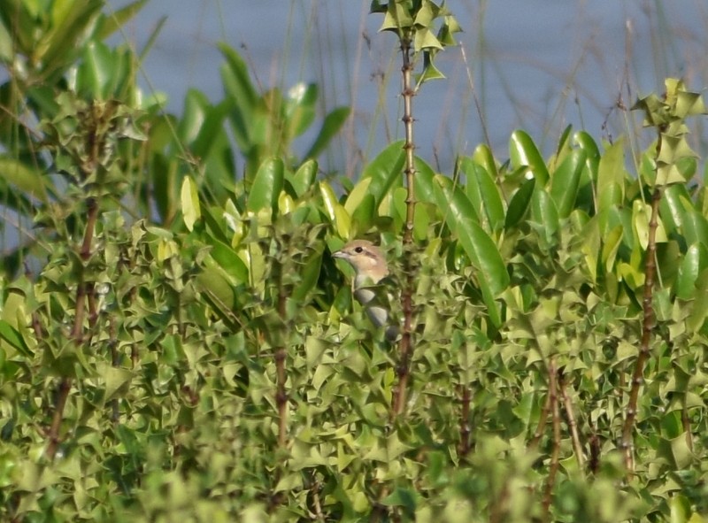 Isabelline Shrike - ML645929831