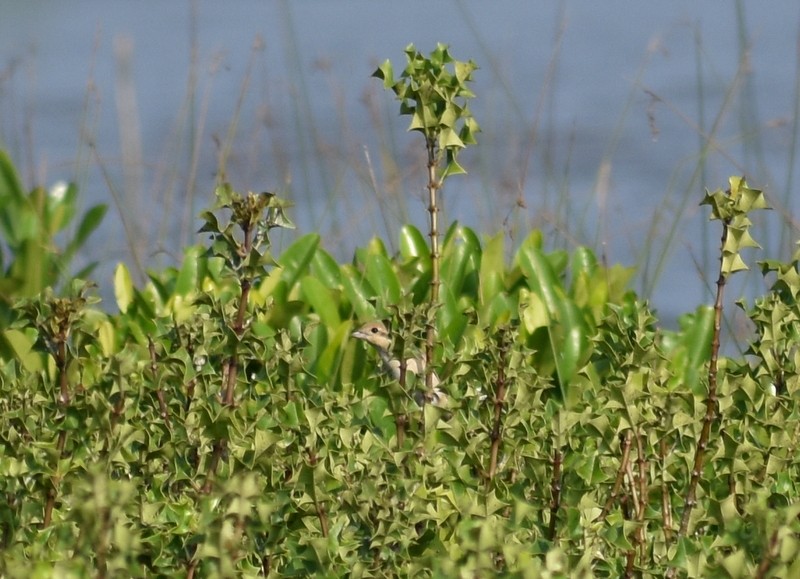 Isabelline Shrike - ML645929832