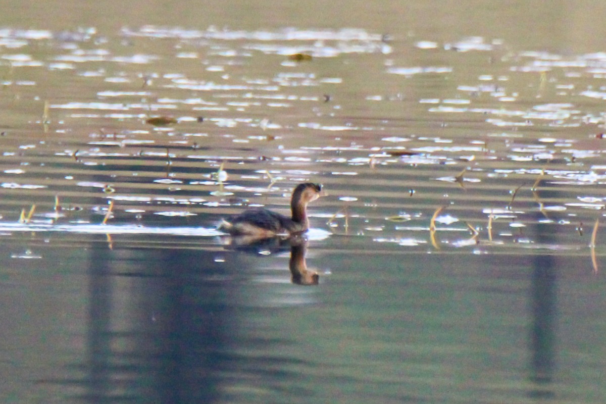 Пірникоза рябодзьоба - ML645929833