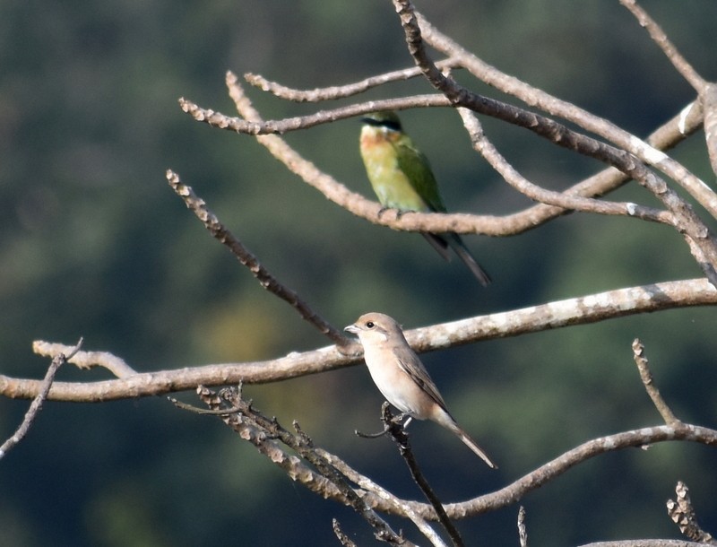Isabelline Shrike - ML645929835