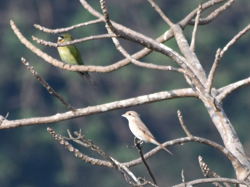 Isabelline Shrike - ML645929836