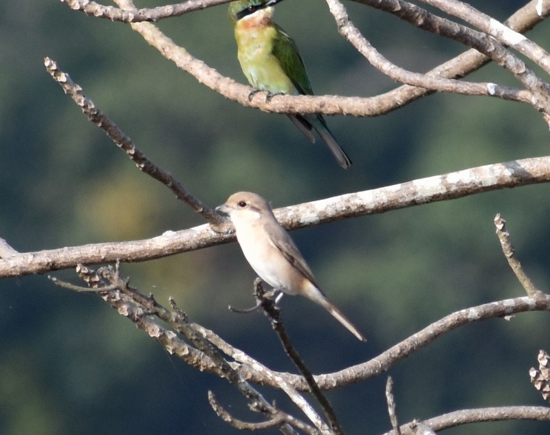 Isabelline Shrike - ML645929837
