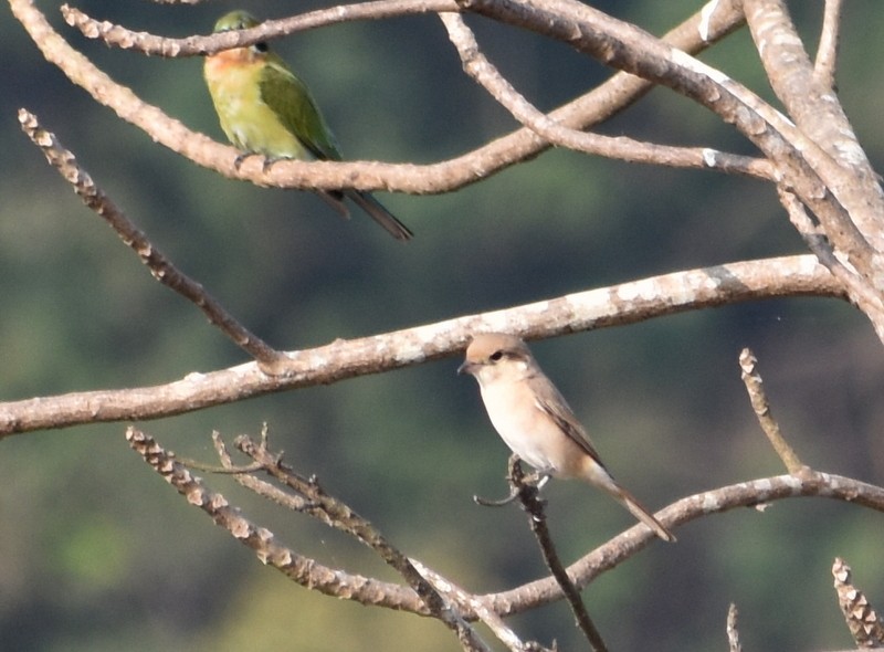 Isabelline Shrike - ML645929838