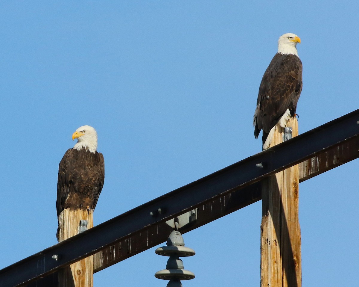 Bald Eagle - ML645929840