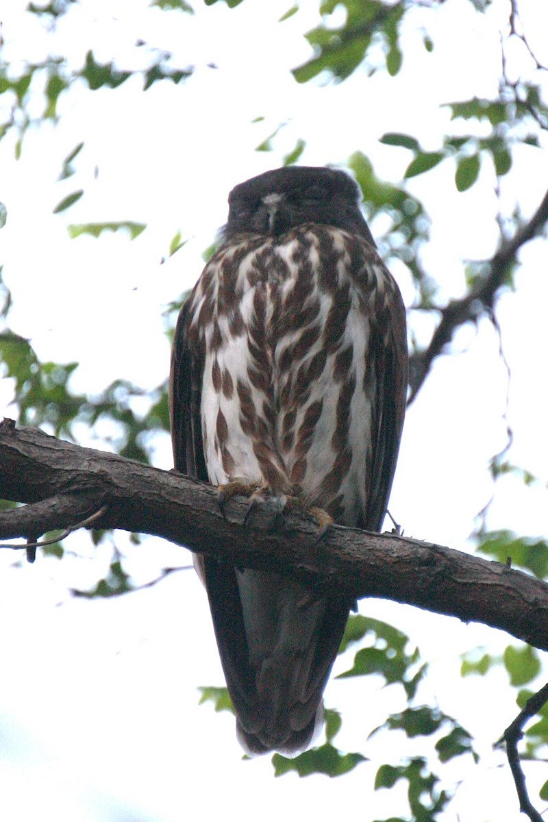 Northern Boobook - ML645929841