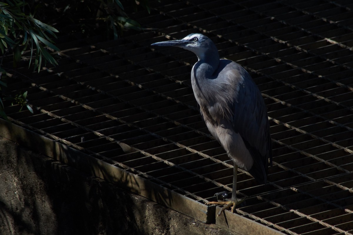 White-faced Heron - ML645929851