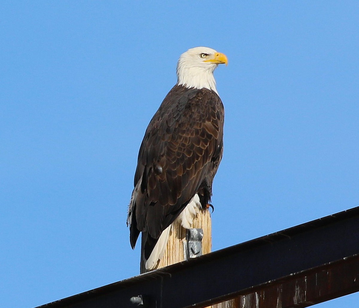 Bald Eagle - ML645929853