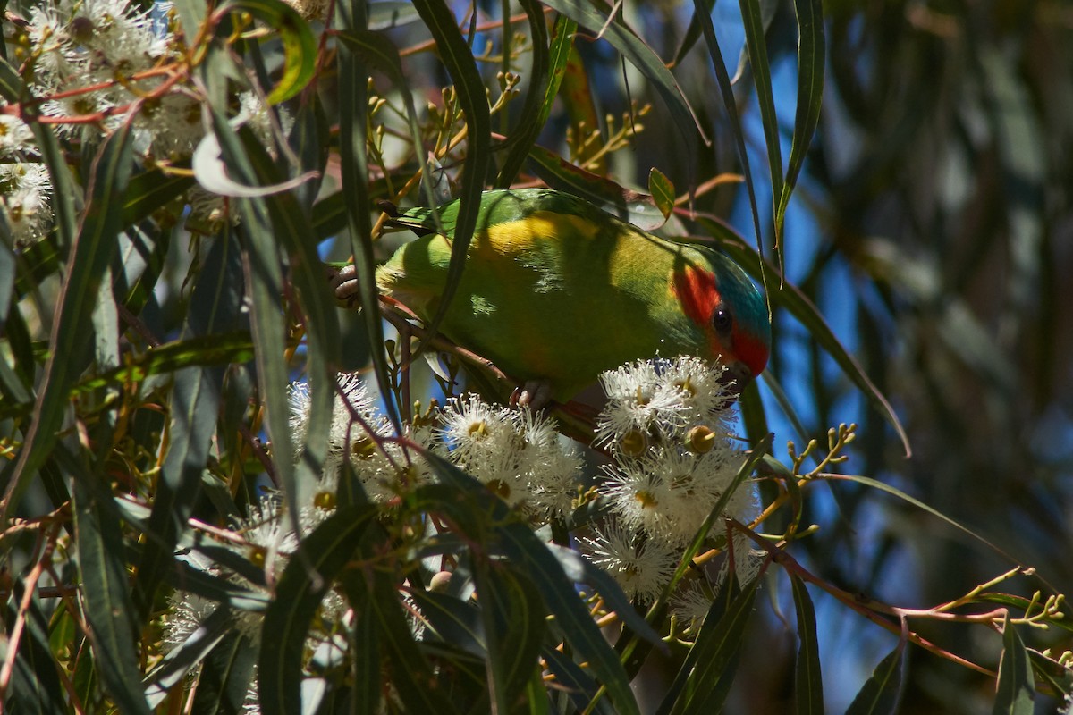 Musk Lorikeet - ML645929855