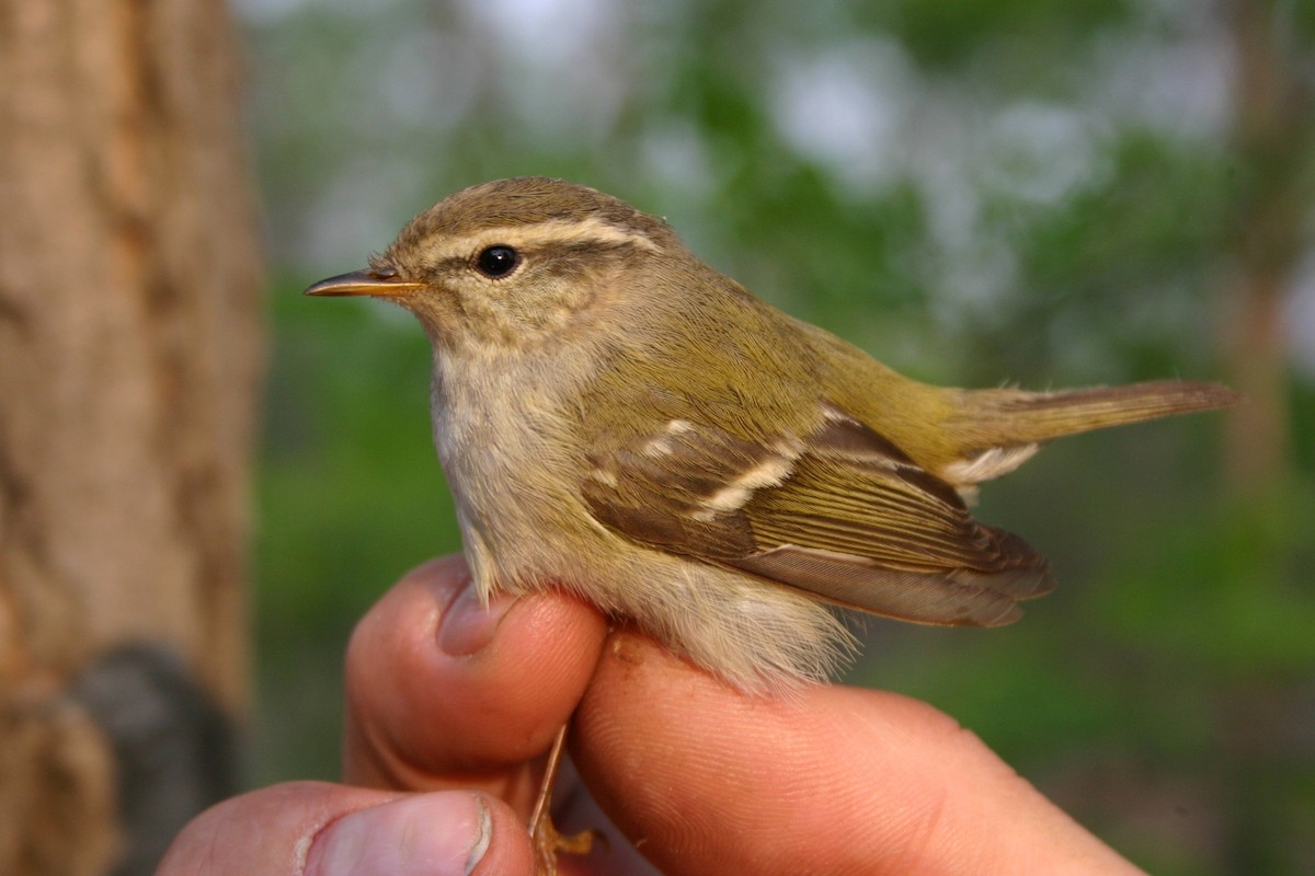 עלווית צהובת-גבות - ML645929860
