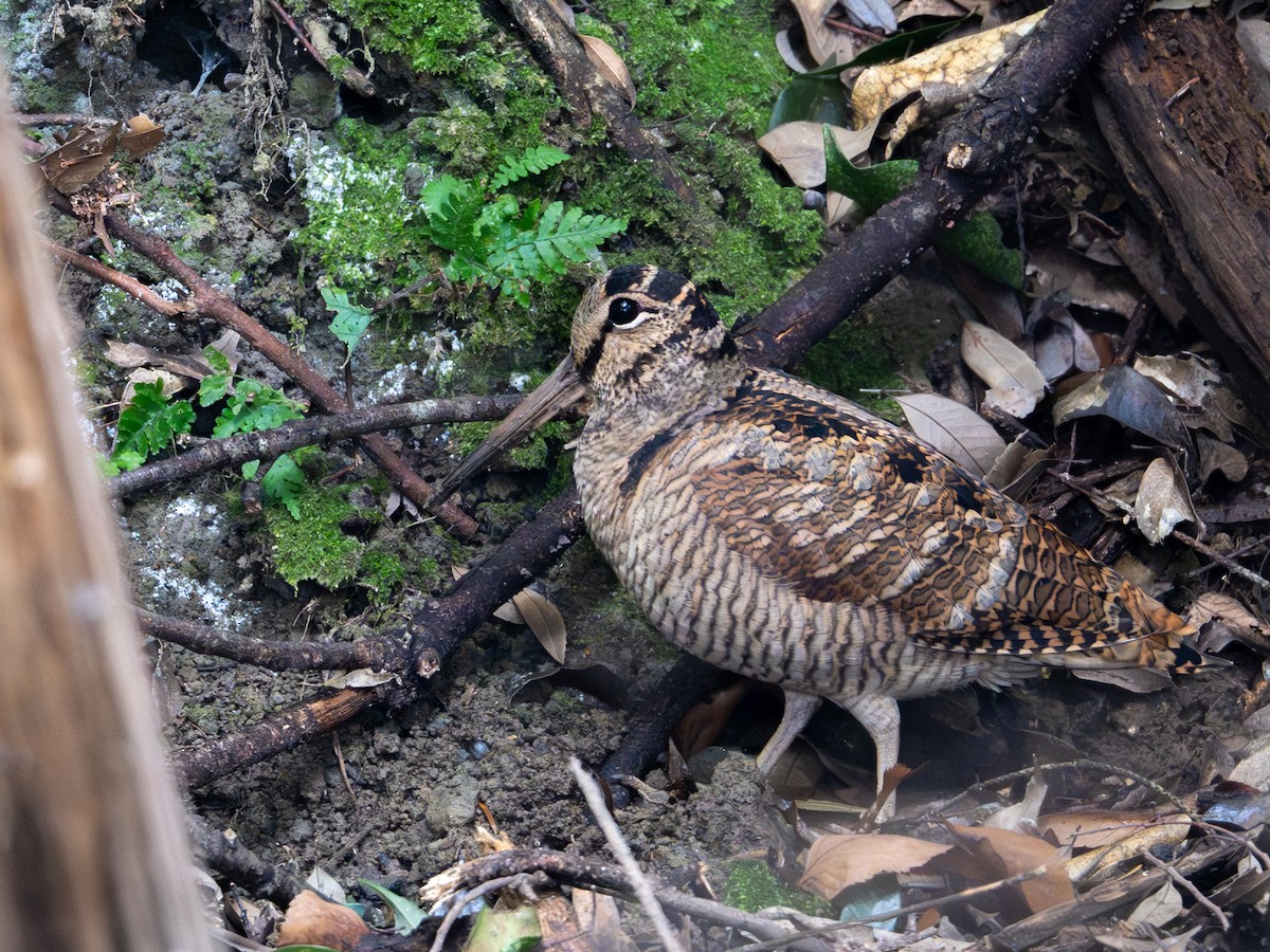 Слуква лісова - ML645929871