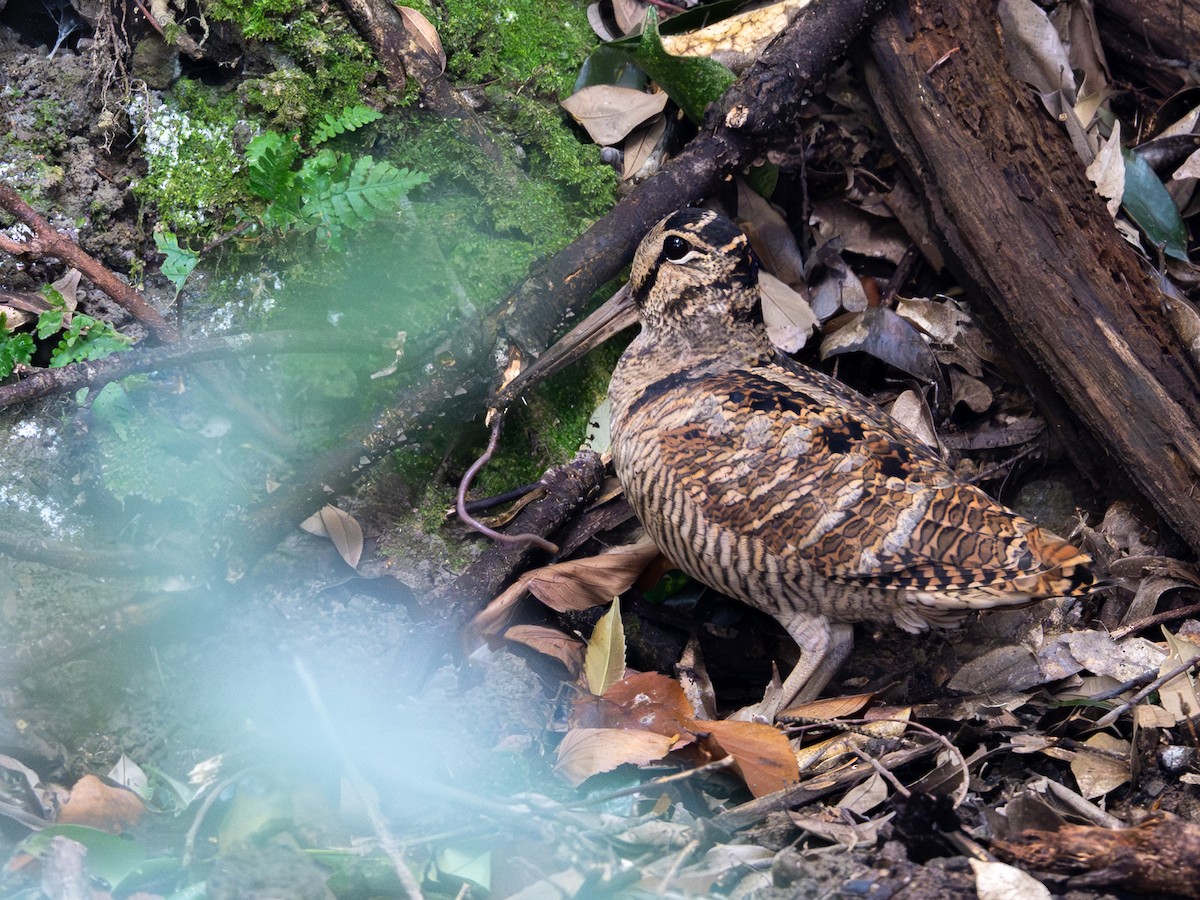 Слуква лісова - ML645929872