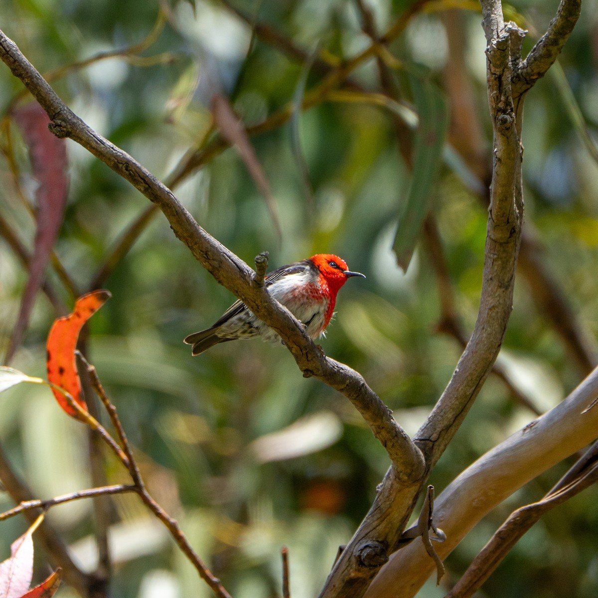 Scarlet Myzomela - ML645929875