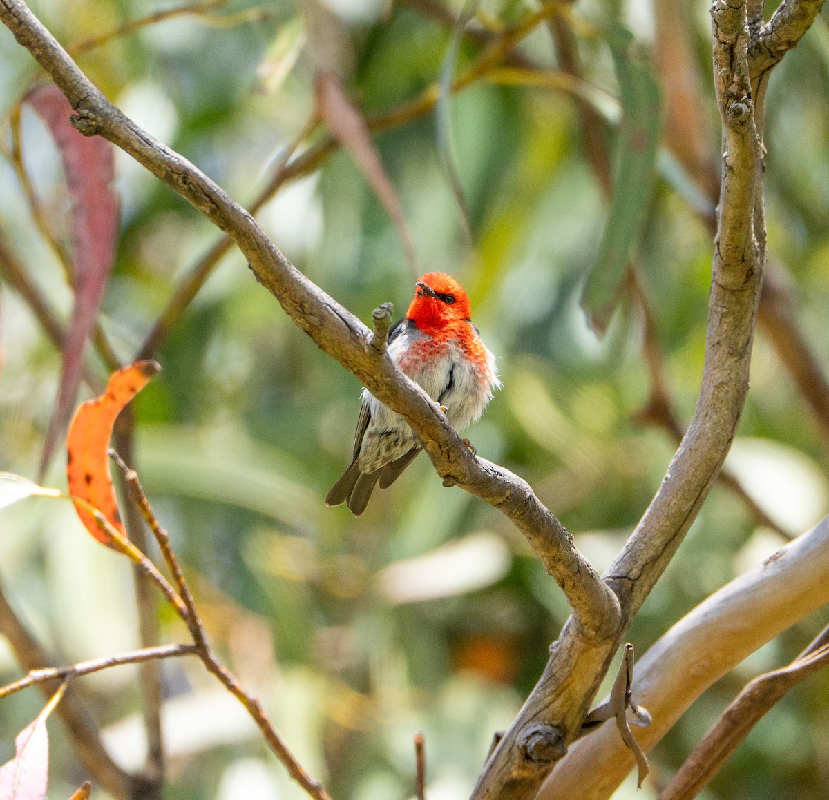 Scarlet Myzomela - ML645929878