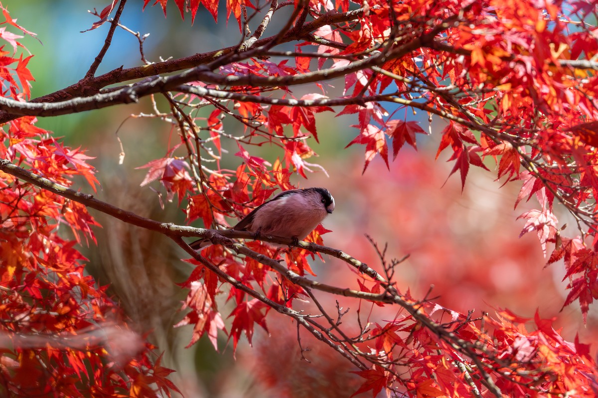 Long-tailed Tit - ML645929879