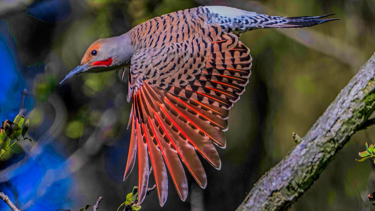 Northern Flicker (Red-shafted) - ML645929881