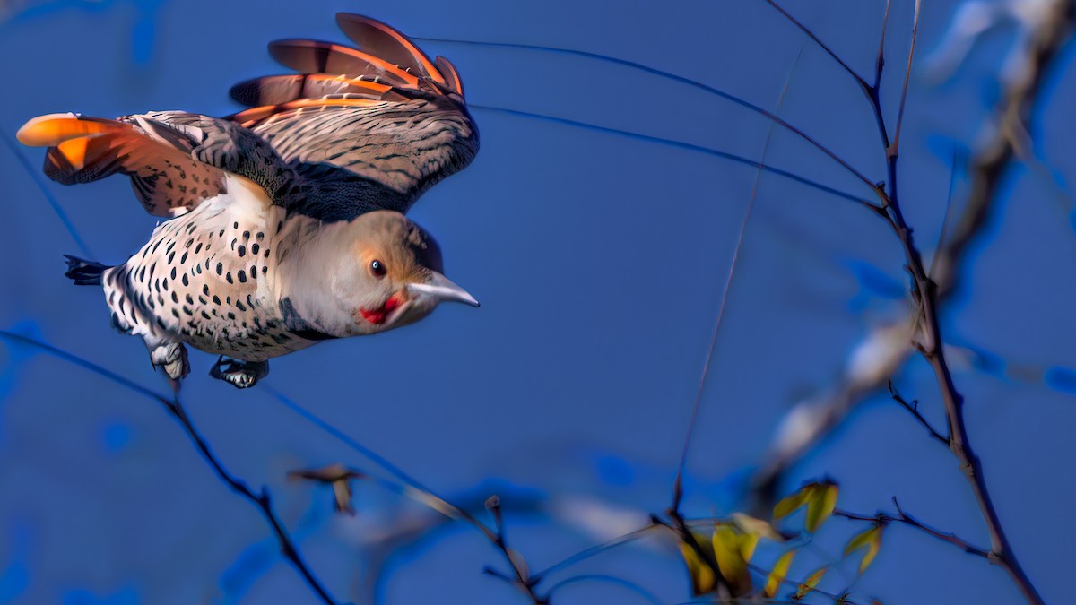 Northern Flicker (Red-shafted) - ML645929882